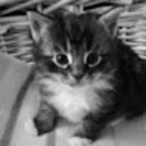 Meet your Posher, Donna s.